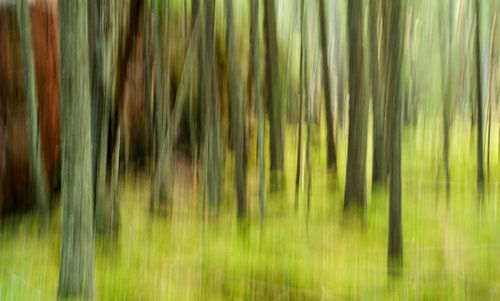 Full frame shot of tree trunk