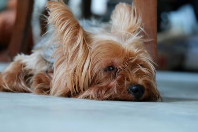 Close-up portrait of dog