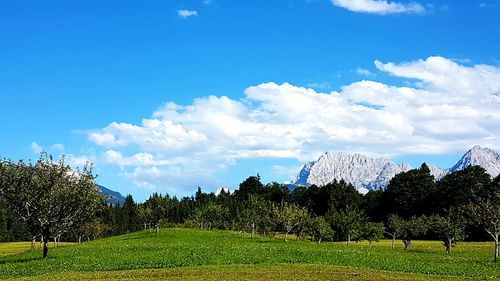 Trees on landscape against sky