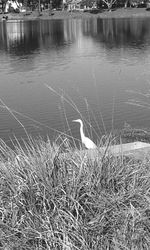 Reflection of trees in lake