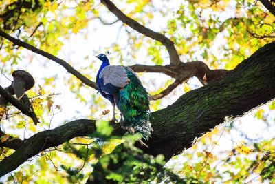 Low angle view of bird perching on branch