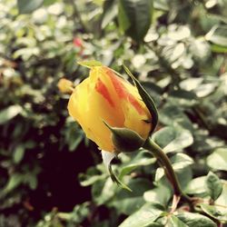 Close-up of yellow flower blooming outdoors