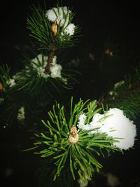 Close-up of white flower on plant