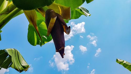 Low angle view of green leaves hanging on tree against sky