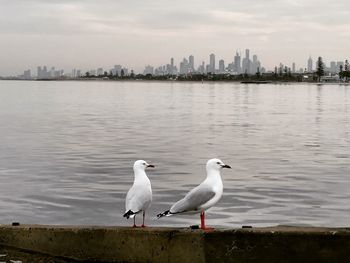 Melbourne for the birds 