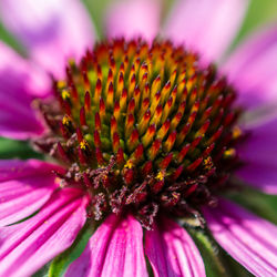 Close-up of purple coneflower blooming outdoors