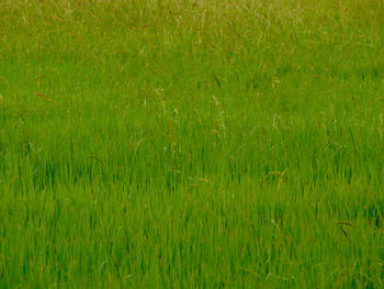 Full frame shot of grassy field