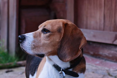 Close-up of dog looking away