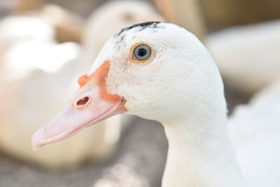 Close-up of goose