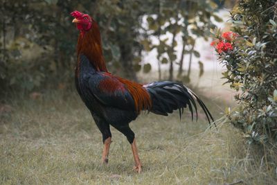 Cockerel standing on field