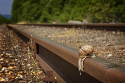 Close-up of snail on railroad track