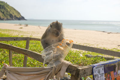 View of an animal on beach