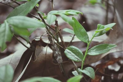 Close-up of fresh green leaves