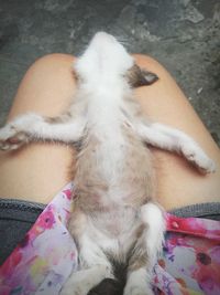 High angle view of a dog sleeping