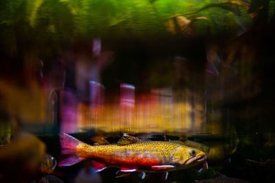 Close-up of fish on barbecue grill