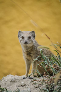 Portrait of squirrel standing on rock