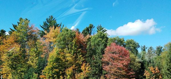 Trees against sky during autumn