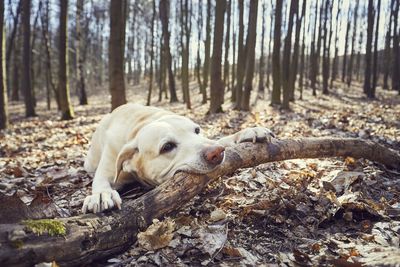 Dog in a forest