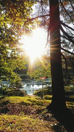 Sun shining through trees