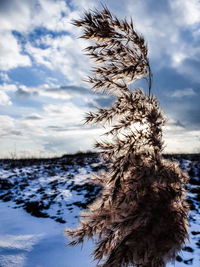 Close-up of frozen plant against sky