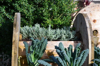 Close-up of plants against trees