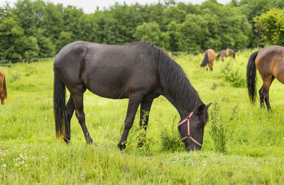 Horse grazing on field