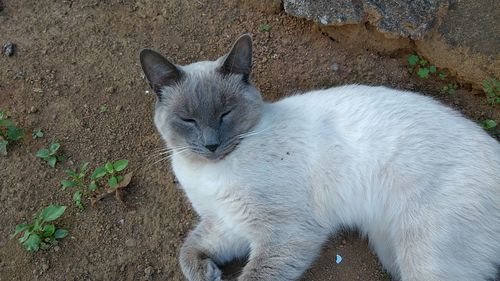 Portrait of cat sitting outdoors