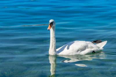 White swan swimming in lake