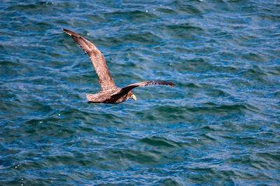 Seagull flying in a sea