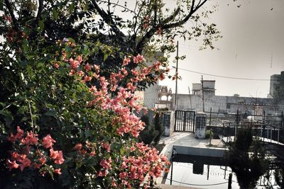 Trees in city against sky