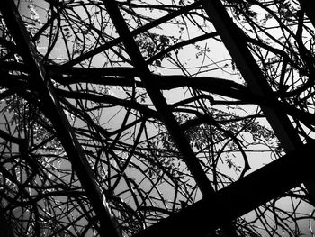 Low angle view of tree against sky