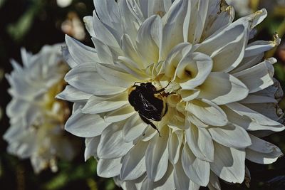 Close-up of white flower blooming outdoors