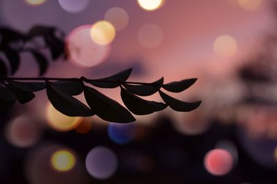 Close-up of leaves against sky during sunset