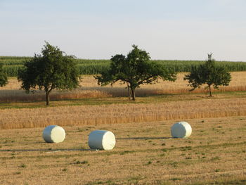Hay bales on grassy field