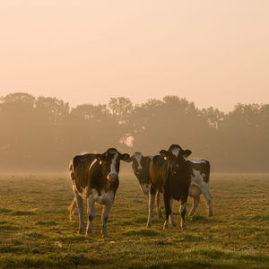 Cows at dawn