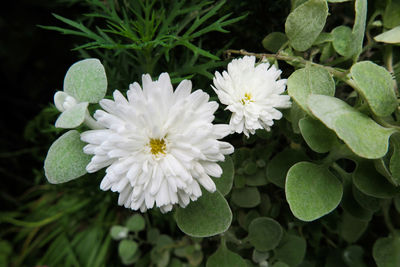 Close-up of white flowering plant