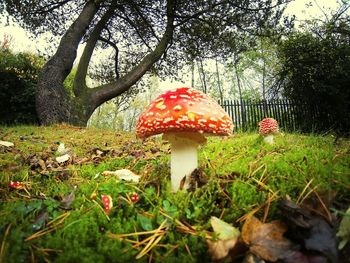 Close-up of red mushroom growing on field