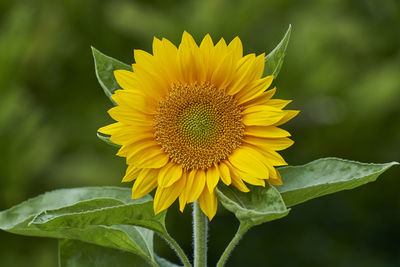 Close-up of sunflower