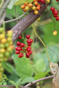 Close-up of fruits growing on tree