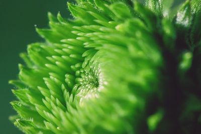 Close-up of green leaves