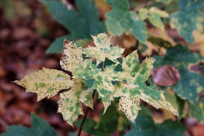 High angle view of plant leaves during winter