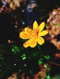 flowering plant