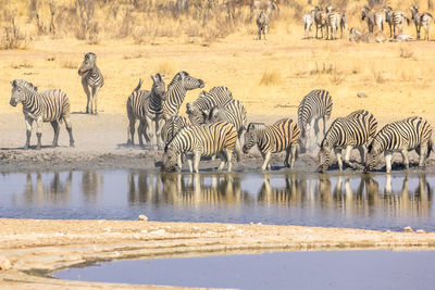 Zebras drinking water from pond