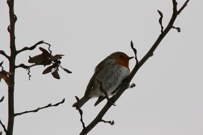 Low angle view of robin perching on twig against clear sky