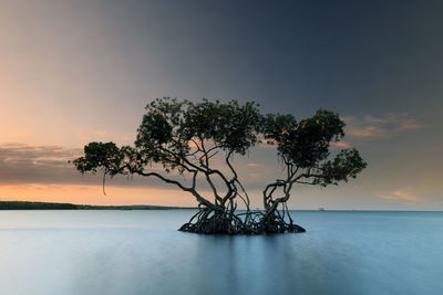 Scenic view of sea with mangrove tree against sky during sunset