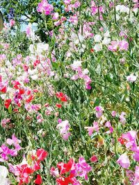 Pink flowers blooming in spring