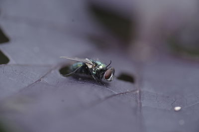 Close-up of fly