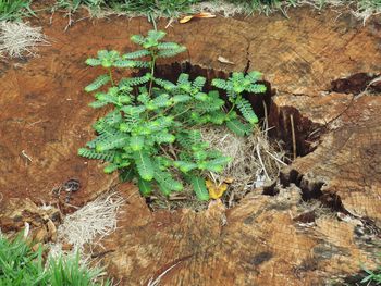 Close-up high angle view of plant