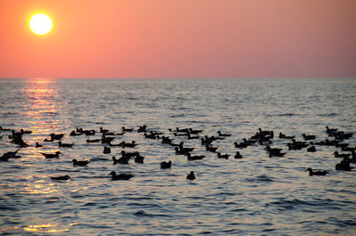 Birds in sea against sky during sunset