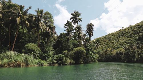 Trees growing by river in forest against sky